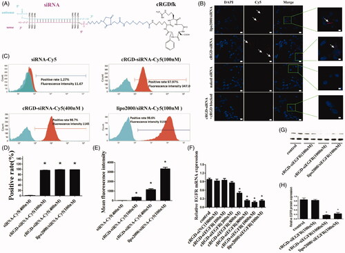 Figure 1. The schematic depiction, cell distribution, uptake and gene silencing efficiency of cRGD-siEGFR in vitro. (A) A diagram of cRGD-siEGFR conjugates. The cRGD moiety is conjugated to the 5′-phosphate of the passenger (sense) strand of EGFR siRNA through a thiol-maleimide linker. The backbone of EGFR-siRNA was modified with three 2′-O-Me on both ends of the sense strand and antisense strand. (B) Confocal laser scanning microscopy images of the intracellular distribution of cRGD-siEGFR. U87MG cells were transfected with Lipo2000/siRNA-Cy5, cRGD-siEGFR-Cy5, naked EGFR siRNA-Cy5, and for additional specificity tests, before being transfected with cRGD-siEGFR-Cy5, cells were pre-treated with 1 μM un-conjugated cRGD peptide (cRGD blocked). Cell nuclei were counterstained with DAPI (blue) and siRNA was labeled with Cy5 (red; marked by arrow). After 6 h of transfection, cells were fixed and visualized using confocal laser microscopy. (C) Cellular uptake levels of cRGD-siEGFR-Cy5 and siRNA-Cy5 in U87MG cells after 6 h of incubation with different ratios of cRGD-siEGFR-Cy5 and siRNA-Cy5, as measured by flow cytometry. Red area: fluorescence intensity related to cellular uptake of siRNA-Cy5. (D and E) Quantitative analysis of Cy5-positive expression levels and fluorescence intensity, *p < 0.05, compared with the siRNA-Cy5 group, n = 3. (F) Specific gene silencing in vitro for cRGD-siEGFR. U87MG cells were treated for 48 h with different concentrations of cRGD-siEGFR. (G and H) Quantitative analysis of EGFR protein expression levels. The expression of EGFR protein was calculated relative to the expression of GAPDH protein. *p < 0.05 vs. control group, #p < 0.05 vs. cRGD-siNC group, n = 3; bar = 20 μm or 5 μm.