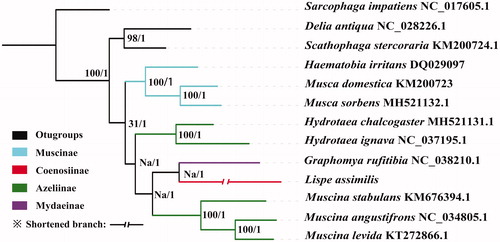 Figure 1. Mitogenomic phylogeny of Muscidae based on 13 PCGs and two rRNA genes. Bootstrap/ posterior probabilities node support values for the ML and Bayesian trees are indicated on the branches of the tree respectively.