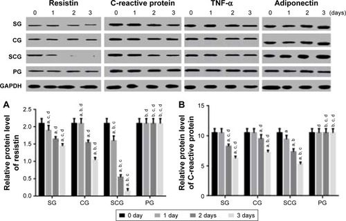 Figure 6 Western blot analysis of relative protein levels of (A) resistin, (B) C-reactive protein, (C) TNF-α, and (D) adiponectin between SCG and SG groups in human pancreatic cancer cell lines 3T3-L1 and 3T3-F442A.