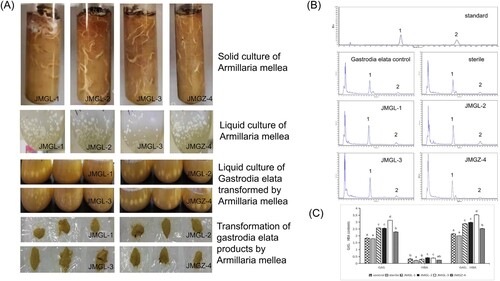 Figure 1. (A) Culture of Armillaria mellea and transformation of Gastrodia elata Bl. Products. (B) HPLC chromatogram of gastrodin in gastrodia elata products transformed by Armillaria mellea (1) gastrodin (GAS). (2) p-hydroxybenzyl alcohol (HBA). (C) Different letters indicate significant differences (P < 0.05).