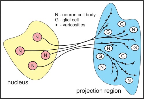 Figure 1. Volume transmission. The cell bodies of neurons in the yellow brain region send their axons to the distant blue volume where they don't make synapses but instead release neurotransmitter from numerous small varicosities into the extracellular space. There, the neurotransmitter binds to receptors on neurons and glial cells changing their behaviour. This is called ‘volume transmission’ or ‘neuromodulation.’