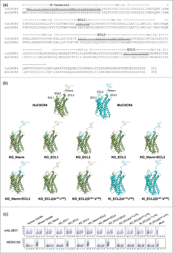 Figure 4. (a) Amino acid alignment of human (hu) and mouse (mo) CXCR4. Secondary structural elements are shown according to the crystal structure of CXCR4.Citation40 Underlined sequences were swapped between human and mouse CXCR4 to construct chimeric variants. (b) Nomenclature and schematic representation of KO and KI CXCR4 variants based on the crystal structure of CXCR4.Citation40 The N-terminal peptide was added using Discovery Studio. Ten chimeric variants were constructed by swapping in or out various segments of human (green) into mouse (cyan) CXCR4 (KI), or of mouse into human CXCR4 (KO). (c) MEDI3185 binding to various CXCR4 chimeric variants by FACS. CXCR4 expression was monitored using mAb 2B11. The y axis represents side scatter characteristics, while the x axis represents the mean fluorescence intensity (MFI).