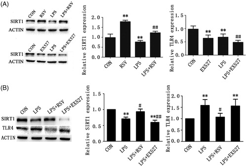 Figure 2. (A) Effects of RSV or EX527 pretreatment alone on SIRT1 protein expression. (B) Effects of changeable SIRT1 activity on the expression of TLR4 protein. Pretreated INS-1 cells with RSV or EX527 to detect the expression of TLR4 and investigate the relationship between TLR4 and SIRT1. More than three individual experiments were implemented. * p < .05, ** p < .01, vs. control. # p < .05 vs. LPS group.