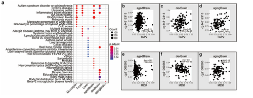 Figure 5. cGenes of specific tissue types are enriched in GWAS of the most relevant phenotype. (a) Top-ranked overrepresented GWAS catalogue gene sets in cGCPs across different tissues and brain stages. agedBrain, brain aged group; devBrain, brain developmental group; agingBrain, brain ageing group. (b-g) Examples of schizophrenia-related cGCPs in the aged brain developmental brain, and/or ageing brain.