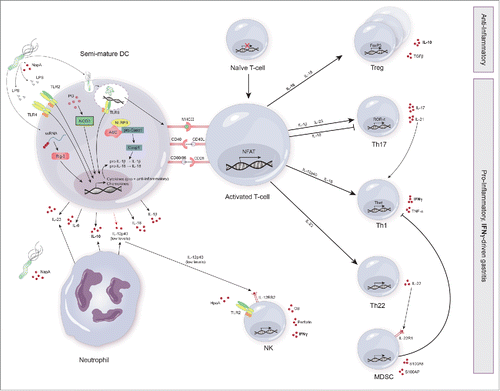 Figure 3. Shaping adaptive immune responses to H. pylori. Dendritic cells (DC) encountering H. pylori have been shown to possess a semi-mature phenotype. The adaptive immune response to H. pylori is characterized by a mixed anti- and pro-inflammatory response. Upon pathogen receptor recognition, DC and neutrophils secrete a number of cytokines including IL-1β, IL-6, IL-10, IL-18, IL-23 and low levels of IL-12p40. These cytokines and concomitant presentation of H. pylori antigens by semi-mature DC to naive T cells via MHC-II results in the expansion of H. pylori-specific Treg. Furthermore, T cells differentiate into Th17, Th1 and Th22. The secretion of IL-22 by Th22 induces the secretion of anti-bacterial proteins by MDSC (monocytic-myeloid derived suppressor cells). IL-21 secretion by Th17 supports Th1 differentiation and thus maintains the Th17/Th1 axis during gastritis. In contrast, MDSC exert an inhibitory effect on Th1 cells. Upon binding of HpaA to TLR2 and IL-12RB2 signaling, NK cells secrete granzyme B (GB), perforin and IFN-γ. Importantly, IFN-γ secreted by NK cells, Th1 cells and possibly other cell types (CD8+ T cells) has been identified as the main driver of gastritis.