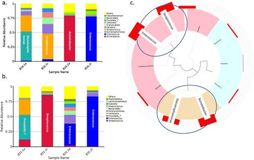 Figure 6. Example of the predominant bacteria carried by patients B16 and B31. (a) The predominant bacteria carried by patients B16 and B31 in the gut and oropharynx at acute and convalescent phases. (b) Phylogenetic tree of the predominant bacteria carried by the two patients.