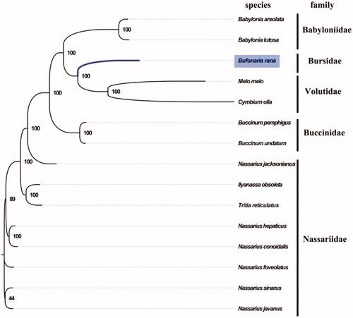 Figure 1. Phylogenetic tree of 15 species in Subclass Caenogastropoda. The complete mitogenomes is downloaded from GenBank and the phylogenic tree is constructed by maximum-likelihood method with 100 bootstrap replicates. The bootstrap values were labeled at each branch nodes. The gene's accession number for tree construction is listed as follows: Babylonia areolata (NC_023080), Babylonia lutosa (NC_028628), Melo melo (MN462590), Tritia reticulatus (NC_013248), Ilyanassa obsoleta (NC_007781), Nassarius conoidalis (NC_041310), Nassarius hepaticus (NC_038169), Nassarius foveolatus (NC_041546), Nassarius javanus (NC_041547), Nassarius sinarus (NC_041545), Buccinum pemphigus (NC_029373), Buccinum undatum (NC_040940), Nassarius jacksonianus (NC_041548), and Cymbium olla (NC_013245).