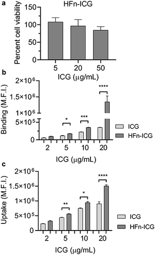 Figure 3 Cell viability measurement in BT-474 cells incubated with different concentrations of HFn-ICG (24 h incubation) at different concentrations (a); binding and cellular uptake in BT-474 cells incubated with different concentrations of ICG and HFn-ICG for 1 h at 4 °C (binding) and 1 h at 37 °C (uptake) (b and c). M.F.I.= Mean Fluorescence Intensity. Statistical analysis was done by ordinary one-way ANOVA. *p<0.05, **p<0.01, ***p<0.001, ****p<0.0001.