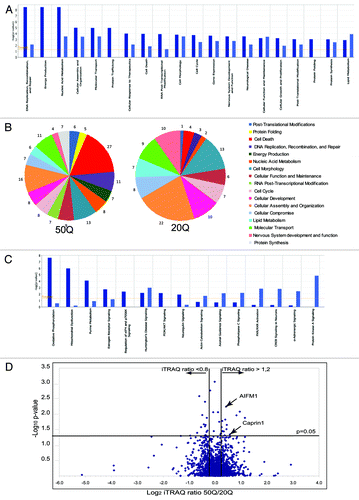 Figure 2. Quantitative analysis of normal and expanded Htt interactome. (A) Top cellular functions (as defined by IPA) most significantly enriched within Htt-50Q (dark blue) and Htt-20Q (light blue) preferential interactors, based on the protein data set shown in Table S1 (CV < 0.35 between duplicate samples). The graph shows the enrichment of particular functional categories based on the observed number of proteins for each group, relative to the number expected by chance. Log10 p-values are calculated by IPA. (B) The pie diagram, showing selected functional categories most significantly enriched within Htt-20Q and Htt-50Q preferential interactors, based on the IPA analysis of differential interactors with CV < 0.25 between duplicate samples. The numbers represent the percentage of differential interactors involved in a specific function, relative to the number of all differential interactors combined identified for all functional categories shown. (C) Top Canonical pathways (as defined by IPA) most significantly enriched within Htt-50Q (dark blue) and Htt-20Q (light blue) preferential interactors using the protein data set shown in Table S1. The graph shows the enrichment of particular canonical pathways based on the observed number of proteins for each pathway, relative to the number expected by chance. Log10 p-values are calculated by IPA. (D) Volcano plot showing the distribution of proteins differentially interacting with normal (20Q) and expanded (50Q) Htt based on iTRAQ ratios and p-values. The x-axis shows the Log2 of the median normalized iTRAQ ratios between 50Q and 20Q. The vertical lines indicate the threshold iTRAQ ratios required for a protein to be considered a differential interactor (> 1.2 or < 0.8).The x-axis shows the –Log10 of p-values, obtained using ANOVA approach, described in the Results. The horizontal line represents p-value of 0.05.