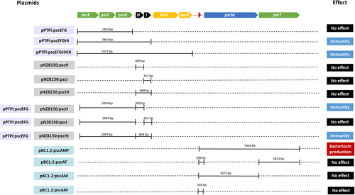 Figure 5. Schematic representation of DNA fragments cloned into the different vectors. Solid lines represent the regions that were cloned in a particular cloning vector, being pPtpi and/or pNZ8150 for expression in L. cremoris or pBC1.2 to allow expression in B. breve UCC2003. As indicated by colour coding on the left-hand margin, (purple) pPtpi constructs, (grey) pNZ8150 constructs and (blue) pBC1.2 constructs. Names were assigned based on the vector used and the genes included in each construction. The last column summarises the phenotypic effect as a result of heterologous expression of genes cloned into the corresponding host.