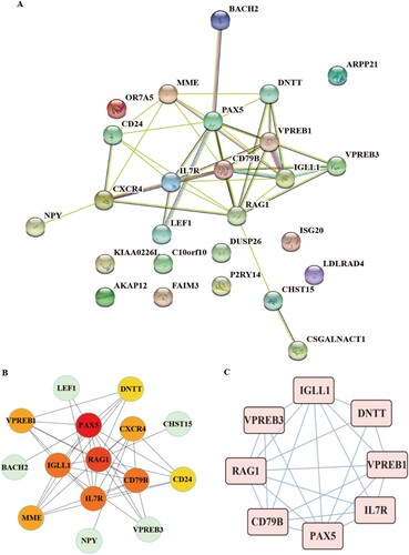Figure 2. A: The PPI network of DEGs. Colored nodes denote query proteins, edges stand for interactions between proteins, and the line color proves interactions between query proteins. B: Hub gene and its PPI network. C: The network core module was confirmed by mcode.