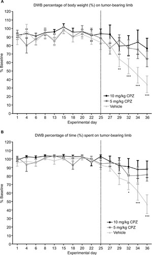 Figure 6 (A) Capsazepine (CPZ)-treated mice and non-treated mice. A significant decrease in weight applied to the tumor-bearing paw relative to baseline marked the onset of pain behavior in vehicle-treated mice on day 29 as indicated by the asterisks. This is delayed until day 36 for the 5 mg/kg CPZ-treated mice, and no significant changes from baseline are seen in the 10 mg/kg CPZ-treated group. A one-way analysis of variance (ANOVA) with a Dunnett post-test was used to show significant differences between time points relative to the baseline control. This graph shows a significant increase in weight distribution in the CPZ-treated mice, relative to vehicle-treated mice (10 mg/kg) n=10; (5 mg/kg) n=11; (vehicle) n=13. A one-way repeated measures ANOVA was used on the measurements past day 25 (marked by dotted line) showing significant differences between groups (P=0.0008). While both doses were significantly different from vehicle mice (P<0.05), differences between doses were not significant. Data are expressed as the mean weight bearing in the injected limb as a percentage of the baseline score ±SEM. (B) DWB measurements of time spent on the injected limb compared to the baseline results in CPZ-treated mice and non-treated mice. A decrease in the time spent on the tumor-bearing limb significantly deviates from baseline at day 32 with the CPZ-treated group not showing any deviation from baseline at any time point. Relative to the vehicle-treated group, an increase in time spent on injected limb is seen in the CPZ-treated mice (10 mg/kg) n=10; (5 mg/kg) n=11; (vehicle) n=13. A one-way repeated measures ANOVA was used on the measurements past day 25 (marked by dotted line) showing significant differences between groups (P<0.005). While both doses were significantly different from vehicle mice (P<0.05), differences between doses were not significant. Data are expressed as the mean time spent on the injected limb as a percentage of the baseline time ±SEM. *P<0.05; **P<0.01; ***P<0.001.