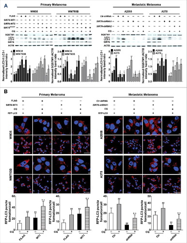 Figure 5. SIRT6 regulated autophagy in melanoma. (A) Immunoblotting analysis showing the expression of autophagy markers LC3 and SQSTM1 in melanoma cells transfected with overexpression vectors (SIRT6-WTs), mutant vectors (SIRT6H133Y) and shRNA vectors followed by treatment with the autophagosome degradation inhibitor chloroquine (CQ, 10 μM) as indicated. The lower panels are densitometry analysis of 3 individual experiments. Data are presented as means ± SD. *, P < 0.05, **, P < 0.01, blank group as control; #, P < 0.05, SIRT6-WT1 and SIRT6-WT2, as well as SIRT6-shRNA1 and SIRT6-shRNA2 as corresponding control, respectively; Φ, P <0.05, SIRT6H133Y as control; ns, no significant difference. (B) Autophagy reporter mRFP-LC3 plasmids were transiently transfected into melanoma cells followed by the treatments as described in (A). Representative images of fluorescent LC3 puncta (red) were photographed using confocal microscopy. Scale bar: 20 μm (upper row of each cell line) and 60 μm (lower row of each cell line). Numbers of RFP-LC3 puncta per cell were analyzed in the lower panels. Data are presented as means ± SD. **, P < 0.01, FLAG and Ctr-shRNA as control, respectively; #, P < 0.05, SIRT6-WT1 and SIRT6-shRNA1 as control, respectively; Φ, P <0.05, CQ-treated group as control. WT, SIRT6-WT1; shRNA, SIRT6-shRNA1, Ctr, Ctr-shRNA. For (A and B), Students' t test was used to calculate the P value.