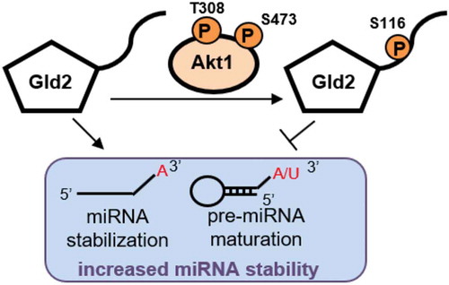 Figure 6. Model of Akt1-mediated regulation of Gld2. Gld2 monoadenylates miRNAs to increase stability and adds a single nucleotide to pre-miRNAs to enable recognition by Dicer and miRNA maturation. Decreased miRNA levels (e.g. let-7b [Citation55]) are associated with decreased Akt1 phosphorylation status and activity. Conversely, fully activated Akt1 (ppAkt1T308,S473) phosphorylates Gld2 at S116 and silences the stabilizing/maturing effect of Gld2 on miRNA. Thus, through phosphorylation of Gld2, Akt1 activity is expected to reduce miRNA levels. Phosphorylation is indicated by the orange circles.