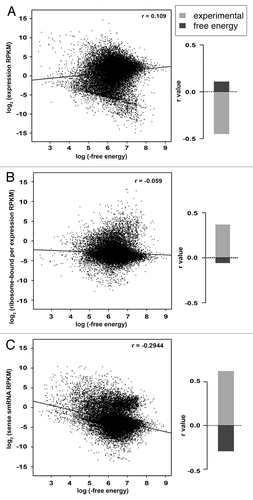 Figure 1. Experimentally determined structure data are better than free energy in predicting the regulatory significance of mRNA folding. For every detectable Arabidopsis transcript, RNAFold-predicted free energy (x-axis) is plotted against (A) average expression values as determined by RNA-seq (y-axis), (B) average ribosome occupancy as determined by normalizing ribo-seq to RNA-seq values (y-axis) and (C) average smRNA reads per transcript in the sense orientation (y-axis). To the right of each scatterplot is a comparison of r (Pearson correlation) values (y-axis) derived from these analyses using the RNAFold-predicted free energy (dark gray bar) or experimental structure dataCitation14 (light gray bar).