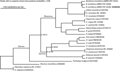 Figure 1. Maximum posterior probability tree of Caprini, built from complete mitogenomes excluding the control region. Multiple sequence alignment was carried out using Mauve (Darling et al. Citation2004) and ClustalW (Larkin et al. Citation2007). Trees were built in BEAST (Drummond et al. Citation2012) and PAUP (Swofford Citation1991). Model partitions follow the scheme used for Ovis by Sanna et al. (Citation2015).