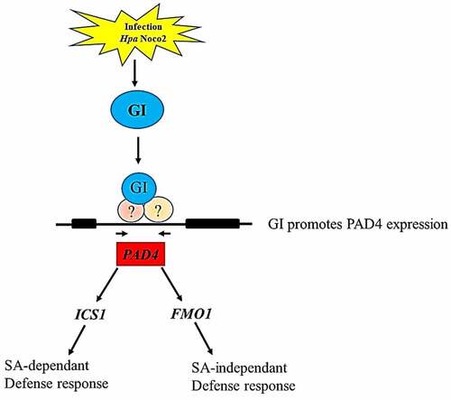 Figure 6. A concluding model depicting the role of GI in regulating PAD4 expression which is a key player involved in modulating both SA-dependent and SA-independent pathways. Our result shows that GI expression is induced in response to Hpa Noco2 infection that contributes to enhanced expression of the PAD4 gene. Graphical summary of the GI-mediated immune response against Hyaloperonospora arabidopsidis infection (Figure 6). Activated PAD4 further induces its downstream signaling genes expression to initiate the immune response against biotrophic pathogens infection by activating SA-dependent and SA-independent signaling pathways.