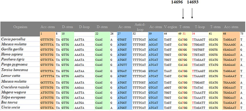 Figure 4 Alignment of tRNAGlu gene from various species, arrows indicated the positions of 51 and 54, corresponding to the m.A14696G and m.A14693G mutations.