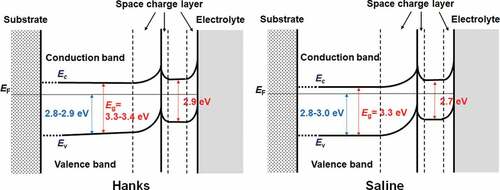 Figure 9. Electronic band structures of passive films formed on Ti in Hanks and saline.