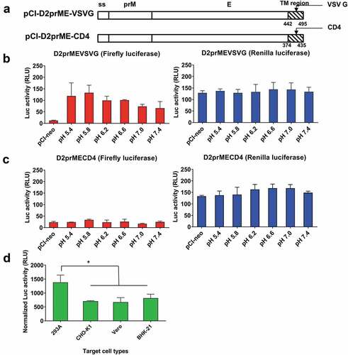 Figure 4. Fusion activity of pCI-D2prME-VSVG and pCI-D2prME-CD4 and the use of different indicator cell types.