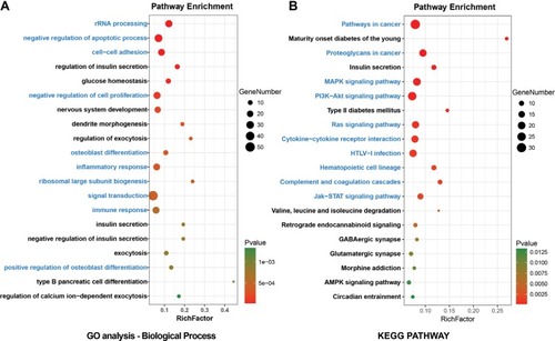 Figure 2 Enrichment analyses for (A) GO terms (referred to as pathways) and (B) KEGG pathways of DEGs in T2D.