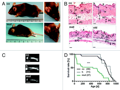 Figure 1. Accelerated aging phenotype in mice with conditional deficiency for mitochondrial superoxide dismutase in the connective tissue. (A) The mutant mice (mut) revealed kyphosis and a prominent progeroid forehead compared with littermates of SOD2 competent (co) mice at the age of 47 d. The intrinsically aged control mice (co) of 900 d also exhibited incidence of kyphosis similar to mutant mice. (B) Representative hematoxylin-eosin stained sections of the skin from control (co), heterozygous (h), mutant (mut) and intrinsically aged control (old) mice. Mutant mice at an age of 6 weeks revealed a severe atrophy of the dermis, the subcutaneous fat tissue and the muscle fibers of the panniculus carnosus compared with SOD2 competent mice (co). Only minor changes in SOD2 heterozygous mice (h) were evident compared with SOD2 competent mice (co). Intrinsically aged control mice (old) of 900 d also show skin atrophy similar to mutant mice. E, epidermis; D, dermis; H, hair follicle; SC, subcutaneous fat tissue; PC, panniculus carnosus. Scale bars, 20 µm. (C) X-ray analysis from dissected femur bone of SOD2 competent mice (co), SOD2 heterozygous mice (h) and mutant mice (mut) revealed an osteoporosis-like phenotype in mutant mice. Scale bars, 0.5 cm. (D) Significantly reduced survival time of mutant mice (median 444 d) compared with SOD2 competent control mice (median 784 d) (***p < 0.0001, log-rank test stratified for gender). No statistically significant difference was found between SOD2 competent (co) and SOD2 heterozygous (h) mice (p = 0.65). The maximal life span for mutant mice was 837 d compared with 971 d in SOD2 competent mice and 932 d in SOD2 heterozygous mice. Figure modified from Treiber et al., 2011.50