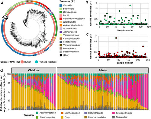 Figure 2. Taxonomical classification of plant and human-associated bacteria and their abundance in the human gut. Phylogenetic tree showing the taxonomical classification of fruit and vegetable and human gut-associated bacteria (a). Different colors in ring 1 (R1) indicate bacterial taxonomy and ring 2 (R2) indicates the origin of the MAGs. Relative abundance of fruit and vegetable associated bacteria and their abundance in children (b) and adults (c). Bar chart showing the relative abundance of fruit and vegetable associated bacterial composition at order level in the human gut (d). Relative abundance of fruit and vegetable associated bacteria was obtained by using datasets that contained reads that only mapped to fruit and vegetable associated bacterial genomes. Different colors represent different order-level classifications. Less abundant bacterial orders were included in “others”.