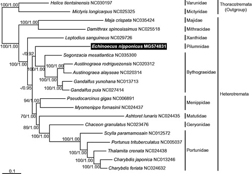 Figure 1. A maximum-likelihood (ML) tree was inferred from the mitogenomic sequences of the representative species belonging to the subsection Heterotremata, with two taxa in the subsection Thoracotremata as outgroups. Phylogenetic analyses were constructed by the sequence matrix based on unambiguously aligning regions of the first and second codon positions of the 11 protein-coding genes. Bootstrap values above 50% in the ML analysis and posterior probabilities above 0.90 in the Bayesian inference (BI) analysis were shown at each node. The symbiotic crab E. nipponicus, which was examined in this study, is highlighted in black.