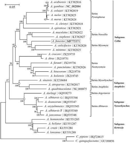Figure 1. Phylogeny of 31 Anopheles mosquitoes based on the maximum likelihood (ML) analysis of the concatenated sequence of 13 PCGs. The ‘GTR + G+I’ substitution model was employed as suggested by MEGA7 (Kumar et al. Citation2016). The bootstrap values are based on 500 resamplings. The tree was rooted with Culex pipiens and Culex quinquefasciatus. Codon positions included are 1st + 2nd + 3rd.