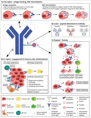 Figure 1. Schematic of ADC components and their role in ADC design, engineering and functions. The Fab region (A) is responsible for antigen recognition and binding, and can lead to ADC internalization. Therefore, the Fab region needs to be targeted to tumor-associated antigens that are homogenously expressed on tumor cells, ideally with little or no expression on normal cells. The payload is attached to the antibody via a cleavable or non-cleavable linker (B). Non-cleavable linkers rely on the complete degradation of the antibody after internalization of the ADC, whereas most cleavable linkers are cleaved by different mechanisms depending on the linker (i.e. proteases, reduction) and some cleavable linkers do not depend on ADC internalization for payload release and can result in higher off-target cytotoxicities. The hydrophobicity of linkers can play a vital role in the biodistribution of an ADC. Linkers can be attached non-selectively via lysines or the hinge thiols of cysteines, or antibody engineering can be performed for site-specific linking. The payload (C) is responsible for ADC toxicity and is usually a small hydrophobic molecule, able to cross cell membranes and cause cell death by targeting the cytoskeleton or DNA. Once cleaved from the antibody payloads can enter other (tumor) cells, resulting in further tumor killing (i.e. bystander effect) as well as off-target cytotoxicity when entering normal cells. The Fc region of the antibody (D) can trigger immune effector functions such as Antibody-Dependent Cytotoxicity through binding to Fcγ-receptors. However, if the ADC is internalized into non-malignant cells, it can cause off-target cytotoxicity. Antibody engineering can enhance or impair immune effector functions through, for example, single point mutations, Thiomabs, glycoengineering or incorporation of unnatural amino acids.