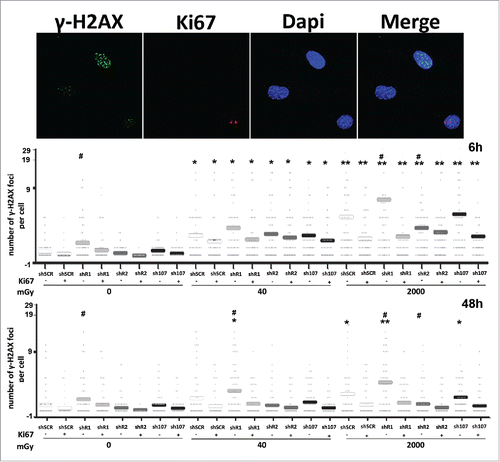 Figure 2. Gamma H2AX staining. Fluorescence photomicrographs show the merging of cells stained with anti-H2AX (green), anti Ki-67 (red) and DAPI (blue). Representative microscopic fields are shown. The graph shows the degree of H2AX phosphorylation. This was evaluated by counting the number of gamma-H2AX immunofluorescent foci per cell. Foci number was determined for 200 cells. Each dot represents an individual cell. Horizontal bars indicate mean value for each category. shR1, shR2 and sh107 cells were tested vs. control MSCs (shSCR, #p < 0.05). In each silenced condition (shSCR, shR1, shR2 and sh107), we compared irradiated versus unirradiated cells (*p < 0.05; **p < 0.01). The shSCR wild type MSCs; shR1, shR2 and sh107 are MSCs with silenced RB1, RB2/P130 and P107, respectively.