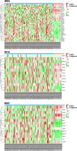 Figure 2 The clustered heatmap of the dysregulated m6A/m5C/m1A genes in HCC and in adjacent para-cancerous liver tissue.