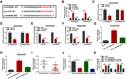 Figure 3 MiR-760 was targeted by circPRDM2. (A) The binding sites between circPRDM2 and miR-760. (B) The expression of miR-760 in KHOS/DXR and MG63/DXR cells transfected with miR-NC, miR-760, in-miR-NC or in-miR-760 was detected by qRT-PCR assay. (C and D) The luciferase activity in KHOS/DXR and MG63/DXR cells co-transfected with miR-NC/miR-760 and circPRDM2 WT/circPRDM2 MUT was measured. (E and F) After RIP assay, the enrichment of miR-760 and circPRDM2 in the samples bound to Anti-AGO2 or Anti-IgG was detected by qRT-PCR assay. (G and H) The expression of miR-760 pulled down by Bio-NC, Bio-circPRDM2 WT or Bio-circPRDM2 MUT was detected by qRT-PCR assay. (I) The expression of miR-760 in chemoresistant and chemosensitive OS tissues was determined by qRT-PCR assay. (J) The level of miR-760 in KHOS, MG63, KHOS/DXR and MG63/DXR cells was determined with qRT-PCR assay. (K) After KHOS/DXR and MG63/DXR cells were transfected with si-NC, si-circPRDM2#2, si-circPRDM2#2+in-miR-NC or si-circPRDM2#2+in-miR-760, the level of miR-760 was examined by qRT-PCR assay. *P<0.05.