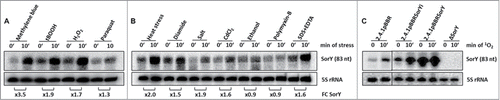 Figure 1. Induction of the small RNA SorY under various stress conditions shown by northern blot analysis of total RNA isolated from R. sphaeroides. SorY fold changes (FC) are normalized to the 5S rRNA. The quantification was done with Quantity One Software (Bio-Rad). (A) The following reagents (and their final concentrations) were added to aerobically grown cultures at OD600 of 0.4 and samples were taken immediately before (time 0) or 10 min after addition: 0.2 µM methylene blue in the presence of 800 Wm−2 white light, 300 µM tBOOH, 1 mM H2O2 and 250 µM paraquat were added to aerobically grown cultures at OD 0.4 and samples were taken before and 10 min after the addition. (B) Semiaerobic cultures were shifted to 42°C at time 0 or the following reagents were added: 500 µM diamide, 500 mM NaCl, 10 µM CdCl2, 2.5 % ethanol, 1 µg/mL polymyxin-B or 0.005 % SDS along with 1 mM EDTA. (C) Altered SorY transcript levels in the overexpression strains and the knockout mutant (2.4.1ΔSorY) before and after 1O2 stress in comparison to the wild-type strain harboring the empty vector (2.4.1pBBR). SorY transcription in plasmid born overexpression strains is either constitutive due to the use of a 16S rRNA promoter (2.4.1pBBRSorY) or inducible due to the RpoHI/II dependent promoter of SorY (2.4.1pBBRSorYi).