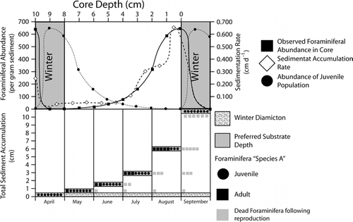 Figure 7 Schematic model of foraminiferal migration and development relative to sedimentation rate during the four month long meltwater season in Disenchantment Bay. (A) Sedimentation rates and foraminiferal abundance are based on 234Th chronology and counts from multicores. Abundances observed in the core parallel the increasing population of reproducing adults throughout the meltwater season. (B) This conceptual diagram depicts the migration near the sediment surface of both juvenile and reproducing foraminifera as sediment accumulates to produce the observed intra-annual variability. Within winter seasons, populations consist predominantly of juvenile individuals and very few preserved tests. Later in the meltwater season (September), reproducing adults replace the juvenile population, undergo a reproduction event, and produce a subsequent juvenile population.