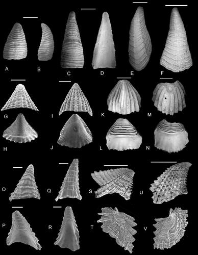 Figure 7. Morphological features of the rostrum and carina in brachylepadomorphs, verrucomorphs and balanomorphs. A–D, Faxelepas paronai (De Alessandri, Citation1895 – Pycnolepadidae); A, ventral view of rostrum; B, lateral view of rostrum; C, dorsal view of carina; D, interior view of carina. E, F, Etcheslepas durotrigensis Gale, Citation2014a; external views of E, rostrum and F, carina. G–J, Brachylepas naissanti (Hébert, Citation1855); G, ventral and H, internal views of rostrum; I, dorsal and J, internal views of carina. K–N, Catophragmus pilsbryi Broch, Citation1922 – Catophragmidae, Balanomorpha. K, ventral and L, internal views of rostrum; M, dorsal and N, internal views of carina. O–R, Eoverruca hewitti Withers, Citation1935 – Eoverrucidae; O, ventral and P, internal views of rostrum; Q, dorsal and R, internal views of carina. S, U, Gibbosaverruca sp. (Verrucidae); external views of S, rostrum and U, carina. T, V, Verruca stroemia (O. H. Müller, Citation1776); external views of T, rostrum and V, carina. Scale bars equal 10 mm (A–D), 5 mm (E–N, S–V) and 0.5 mm (O–R).