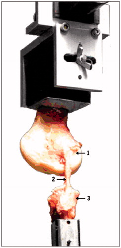 Figure 2. A bone-ligament-bone preparation mounted in the tensile testing apparatus. (1) Femur; (2) Lateral collateral ligament; (3) Fibula.