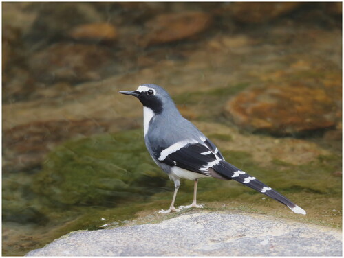 Figure 1. Specimen image of Enicurus schistaceus (Slaty-backed Forktail) is taken by ourselves, showcasing its distinctive features, including a long and deeply forked tail banded in black and white, a white rump, and a white bar across its primary feathers.