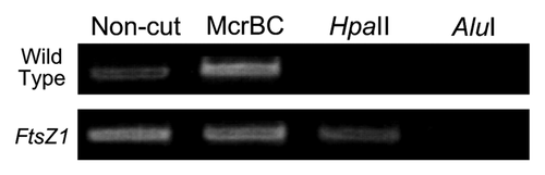 Figure 4. The cytosine methylation profiles in FtsZ gene-silenced lines in Chop-PCR analyses. After genomic DNA was digested with a methylation-sensitive restriction enzyme, HpaII or AluI, or with a methylated DNA-specific restriction enzyme, McrBC, the digested D|NA was used for the amplification. Other details were the same as in Figure 2.