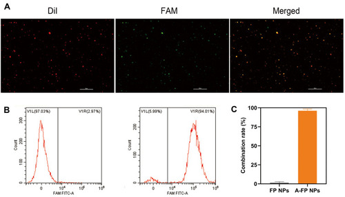 Figure 3 (A) The CLSM images of FAM-labeled AS1411 and DiI-labeled NPs. DiI-labeled FP NPs showing red fluorescence, FAM-labeled showing green fluorescence, overlap of the AS1411 with FP NPs presenting as yellow fluorescence in the combined channel (scale bar: 10 μm). (B) Flow cytometry results of binding efficiency (FP NPs and A-FP NPs).(C) Average binding efficiencies of different NPs.Abbreviations: FAM, carboxyfluorescein; DiI, 1,1-dioctadecyl-3,3,3′,3′-tetramethylindocarbocyanine perchlorate; CLSM, confocal laser scanning microscopy; FCM, flow cytometry; A-FP NPs, AS1411-PLGA@FePc@PFP; FP NPs, PLGA@FePc@PFP.