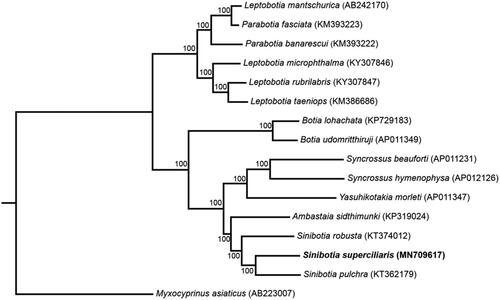 Figure 1. Maximum-likelihood (ML) phylogenetic tree of Sinibotia superciliaris and the other 15 species using Myxocyprinus asiaticus as an outgroup. The ML bootstrap support values were shown at nodes.