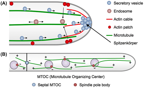 Fig. 1. Scheme of tip growth in A. nidulans hyphae.