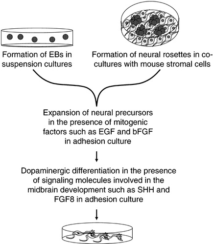 Figure 2 General basic steps of the methods developed so far forin vitro differentiation of hESCs into dopaminergic neurons. EBs, embryoid bodies; EGF, epidermal growth factor; bFGF, basic fibroblast growth factor; FGF‐8, fibroblast growth factor‐8; SHH, sonic hedgehog.