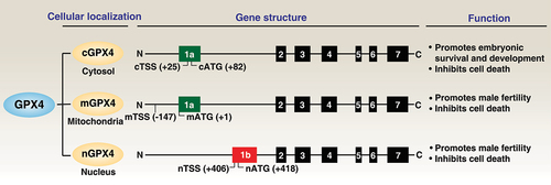 Figure 2. GPX4 isoenzymes. The GPX4 protein has three isoforms (cGPX4, mGPX4, and nGPX4) encoded by distinct 1a and 1b exons. They exhibit overlapping and distinct functions in regulating development and cell death.