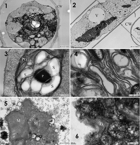 Figs 1–6. Transmission electron micrographs of T. iztacalense collected in the field. Fig. 1. Cross-section of the cell with electron-dense masses accompanied by numerous vacuoles; Fig. 2. Nucleus near the chloroplast; thylakoid membranes can be distinguished in the chloroplast; pyrenoid intraplastidal; Fig. 3. Pyrenoid with invaginations of the thylakoid membrane (arrow) with starch granules around it and numerous plastoglobules of different sizes on the thylakoid membrane; Fig. 4. Wavy thylakoids; Fig. 5. Mitochondria with different electron densities due to the crystals present; Fig. 6. Golgi apparatus surrounded by an electron-dense mass. Abbreviations: Cl, chloroplast; G, Golgi apparatus; M, mitochondria; N, nucleus; P, pyrenoid; CW, cell wall; PG, plastoglobules; S, starch granules; and V, vacuoles. Scale bars: Fig. 1= 2 μm; Fig. 2 = 5 μm; Figs 3 and 5 = 0.5 μm; Figs 4 and 6 = 200 nm