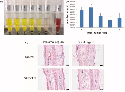 Figure 2. The safety results of GAMCLCL. A: Photograph of sample hemolysis test. Tube 1-5 are sample tube, their concentrations from high to low; tube 6 is negative tube; tube 7 is positive tube. B: the bar graph for hemolysis rate of GAMCLCL from tube 1 to 5. C: photograph of rabbit ear-rim vein slice of HE staining (100X). (The scale bar = 100 um).