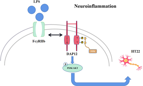 Figure 7 After microglia activation by LPS, FcγRIIb forms a dimer with the bridging protein DAP12, which activates the downstream PI3K/AKT signaling pathway, thereby exacerbating inflammation and causing neuronal damage.