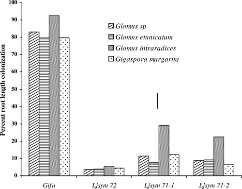 Figure 1.  Percentage of root length colonized by four individual fungi in wild-type ‘Gifu’ and in three symbiotic mutants of Lotus japonicus. Colonization in mutants was only by extraradical and intraradical hyphae. Bar indicates LSD at p<0.05.