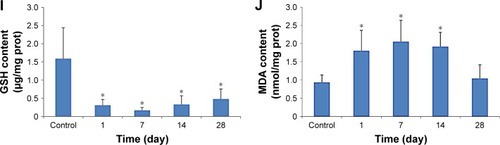 Figure 6 Oxidative stress markers of the liver (A–E) and kidneys (F–J) in mice exposed to 1.5 μmol/kg CdTe QDs for periods of up to 28 days.Notes: The values are expressed as mean ± SD (n=6). *p<0.05 vs the control group.Abbreviations: CdTe, cadmium telluride; CAT, catalase; GPx, glutathione peroxidase; GSH, glutathione; MDA, malondialdehyde; prot, protein; QD, quantum dot; SOD, superoxide dismutase.