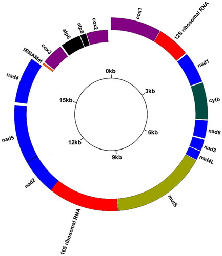 Figure 2. Circular map of the complete mitochondrial genome (GenBank no. MW987591) of the short fingered soft coral S. acuta. Outside position: heavy strand, inside position: light strand.
